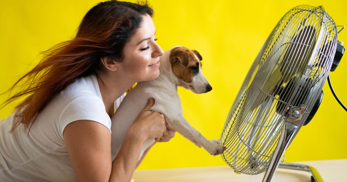 Woman holding her beagle dog in front of a fan
