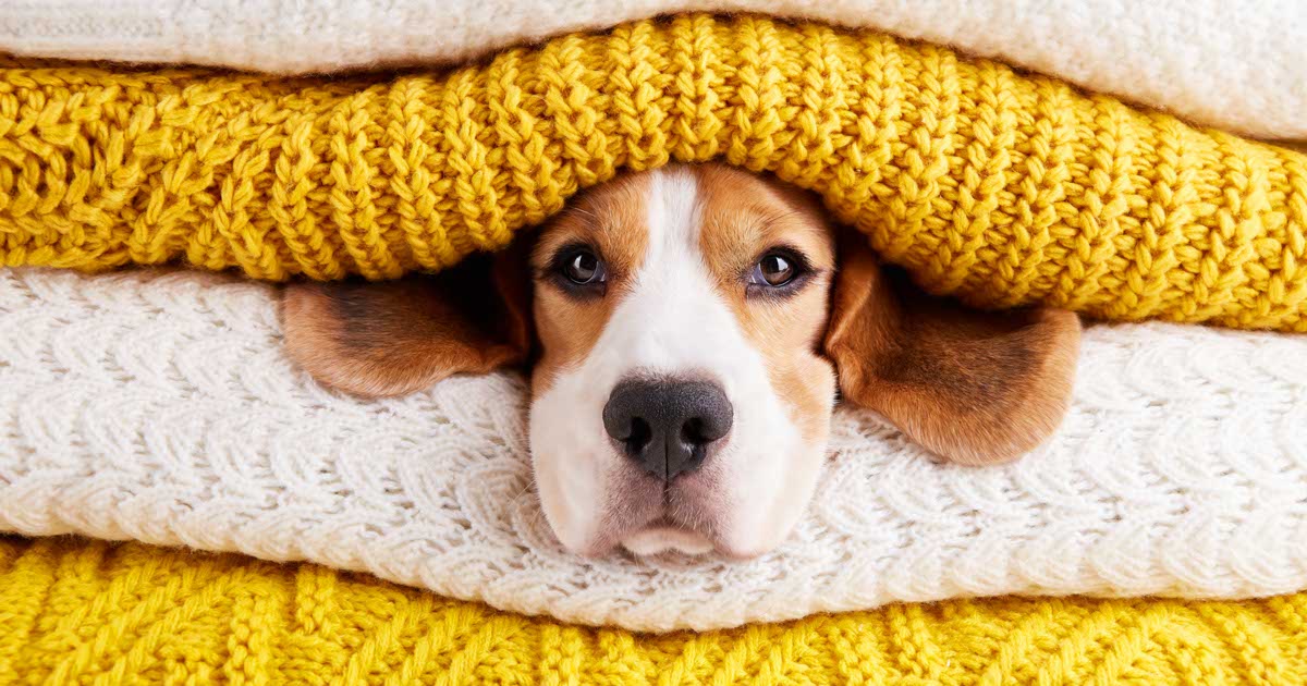 The beagle dogs head is in a stack of folded knitted scarves.