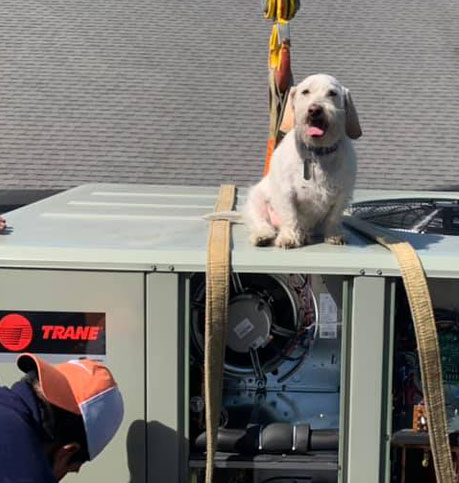 Sonny the HVAC dog on top of HVAC unit being installed to cool a home