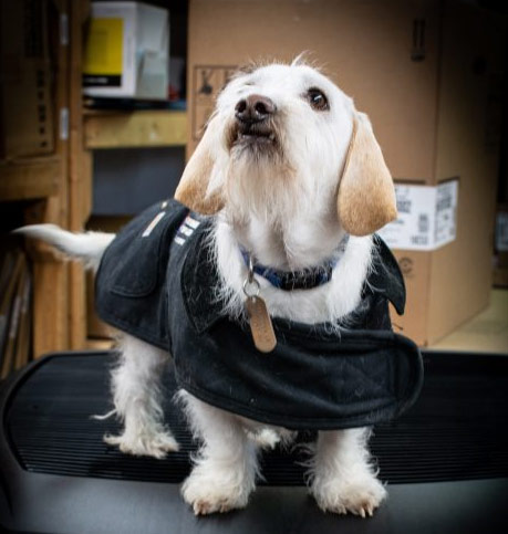 Sonny the HVAC dog on top of air conditioning unitsThese products are used to cool Homes in Northern Virginia.