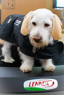 Leonard Splaine mascot dog wearing coat, standing on a Lennox HVAC unit.Leonard Splaine mascot dog wearing coat, standing on a Lennox HVAC unit.