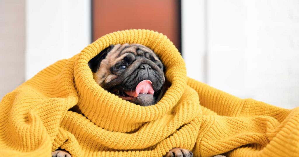 Happy pug dog peeking out of a cozy yellow turtleneck sweater with its tongue out.